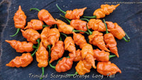 Trinidad Scorpion Orange Long Tail - Pepper Seeds - White Hot Peppers